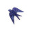 Andorinha azul cobalto
